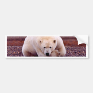 Pegatina Para Coche Oso polar