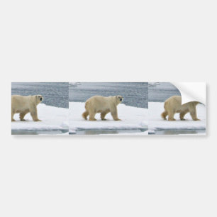 Pegatina Para Coche Oso polar