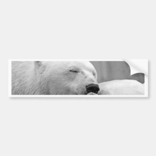 Pegatina Para Coche Oso polar de reclinación