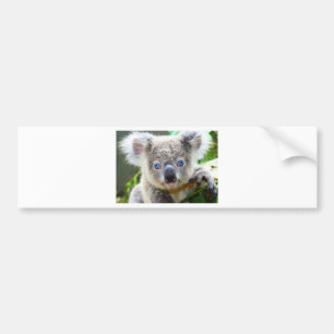 Pegatina Para Coche Osos Koala