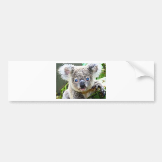 Pegatina Para Coche Osos Koala (Frente)
