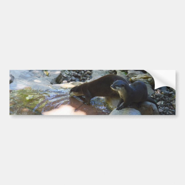Pegatina Para Coche Otters Bebe, Bumper Sticker (Frente)