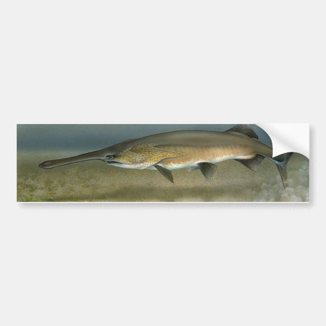Pegatina Para Coche Paddlefish (Frente)