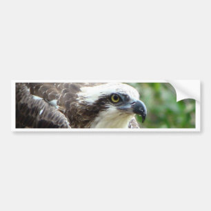 Pegatina Para Coche Pájaro de Osprey