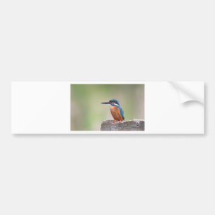 Pegatina Para Coche Pájaro pescador.