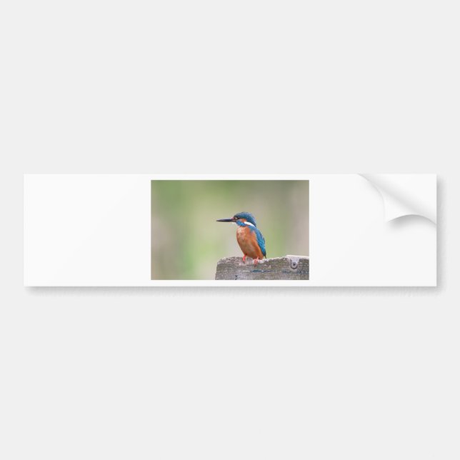 Pegatina Para Coche Pájaro pescador. (Frente)