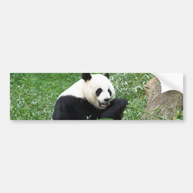 Pegatina Para Coche Panda gigante que come el bambú (Frente)