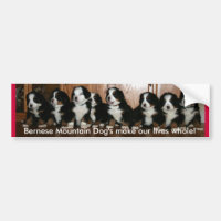 PARACHOQUES del perrito de Berner.