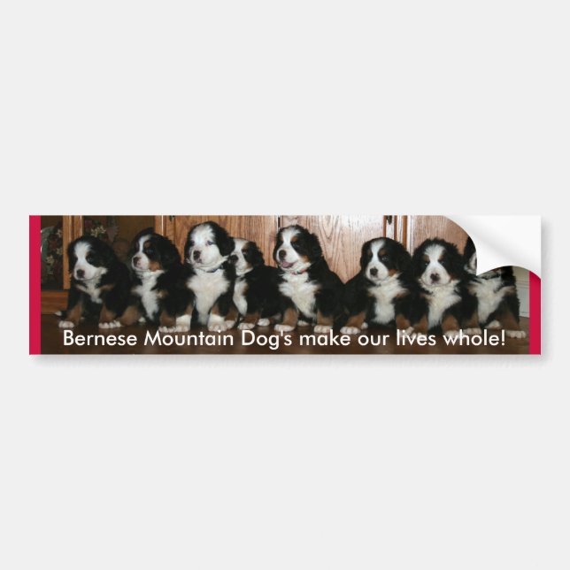 Pegatina Para Coche PARACHOQUES del perrito de Berner. (Frente)