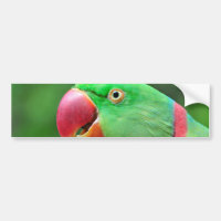 Parakeet del Alexandrine