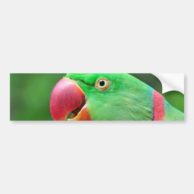 Pegatina Para Coche Parakeet del Alexandrine (Frente)