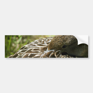 Pegatina Para Coche Pato
