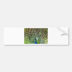 Pegatina Para Coche Peacock