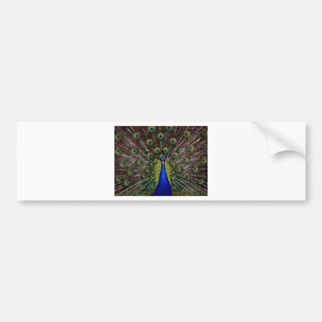 Pegatina Para Coche Peacock (Frente)
