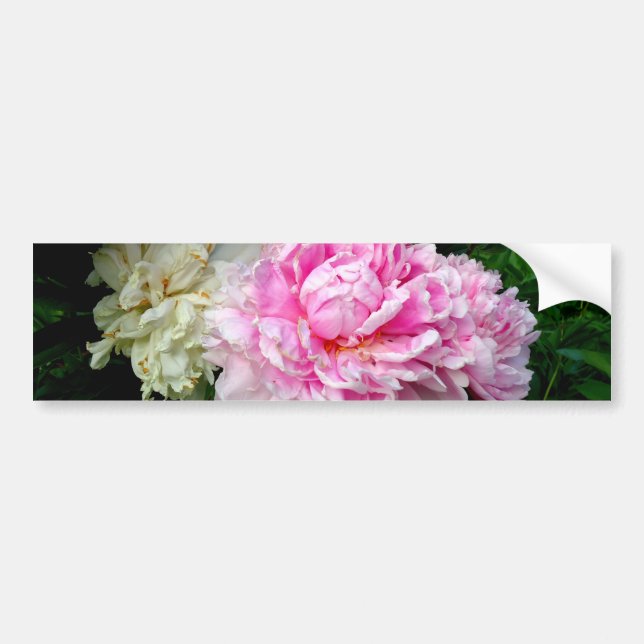 Pegatina Para Coche Peonias rosas y blancas (Frente)