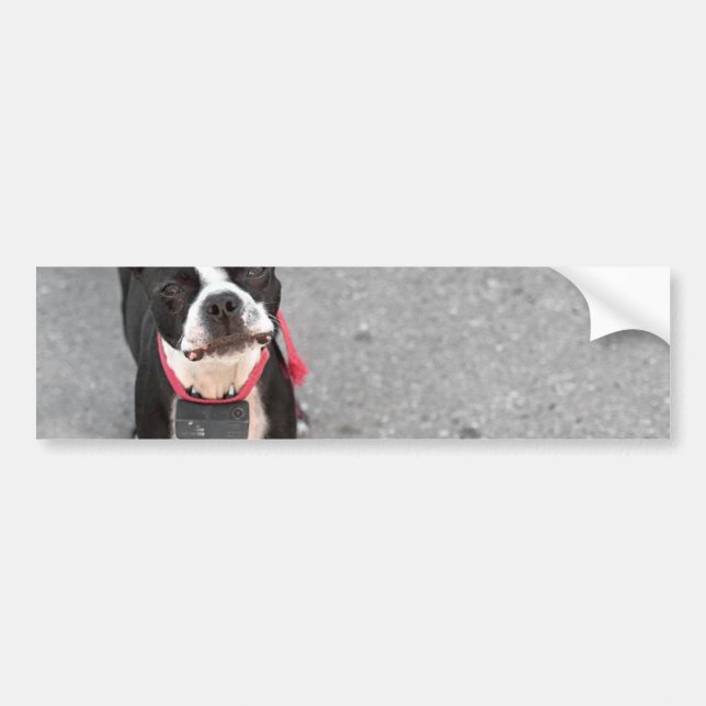 Pegatina Para Coche Perro de Boston Terrier (Frente)