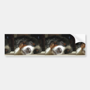 Pegatina Para Coche perro de montaña bernesa durmiendo