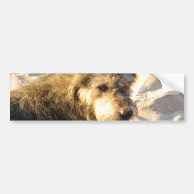 Pegatina Para Coche Perro de playa tailandés (Frente)