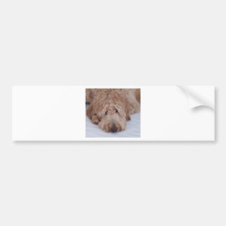 Pegatina Para Coche Perro triste, solo, adorable, y lindo de