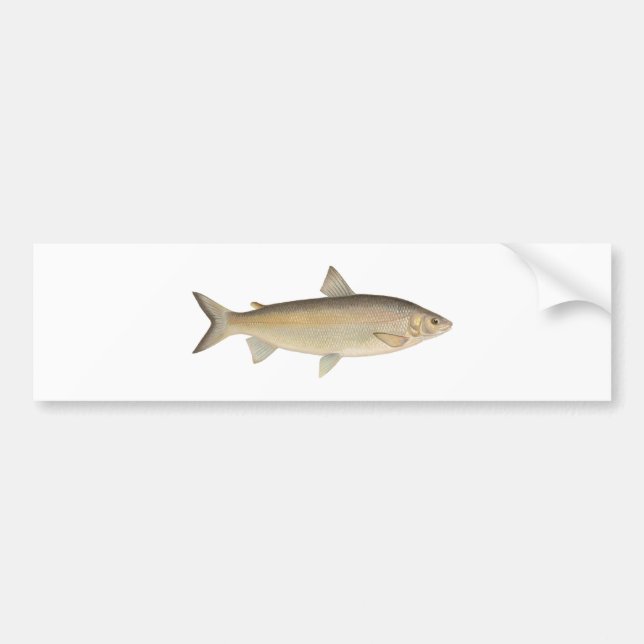 Pegatina Para Coche Pescado blanco de lago (Frente)
