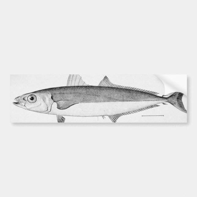 Pegatina Para Coche Pescados del cigarro (Frente)