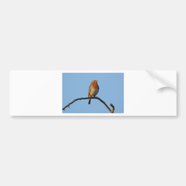 Pegatina Para Coche Petirrojo (Frente)