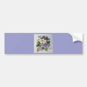 Pegatina Para Coche Pintura acrílica de Lilac Clematis Vine