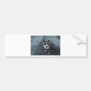 Pegatina Para Coche Pitbull blanco y gris en concreto