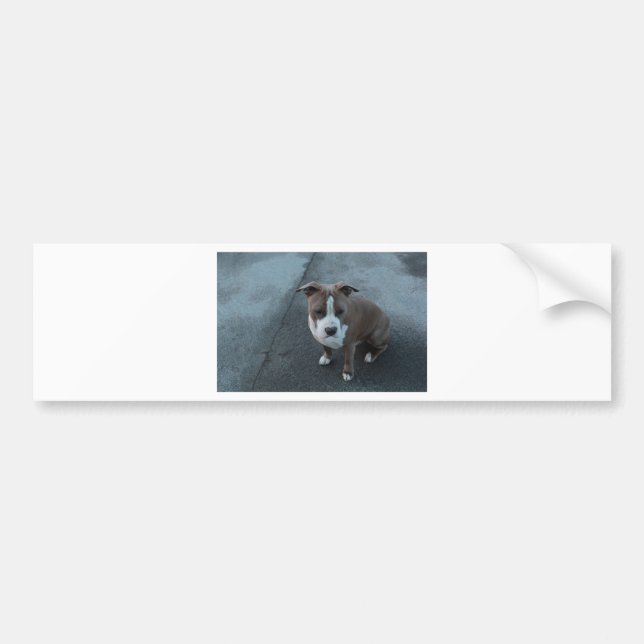 Pegatina Para Coche Pitbull blanco y gris en concreto (Frente)