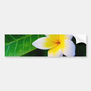 Pegatina Para Coche plumeria