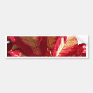 Pegatina Para Coche Poinsettia rosa