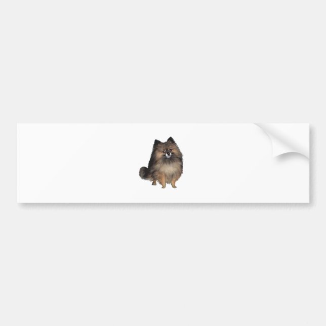 Pegatina Para Coche Pomerania - atigrado (Frente)