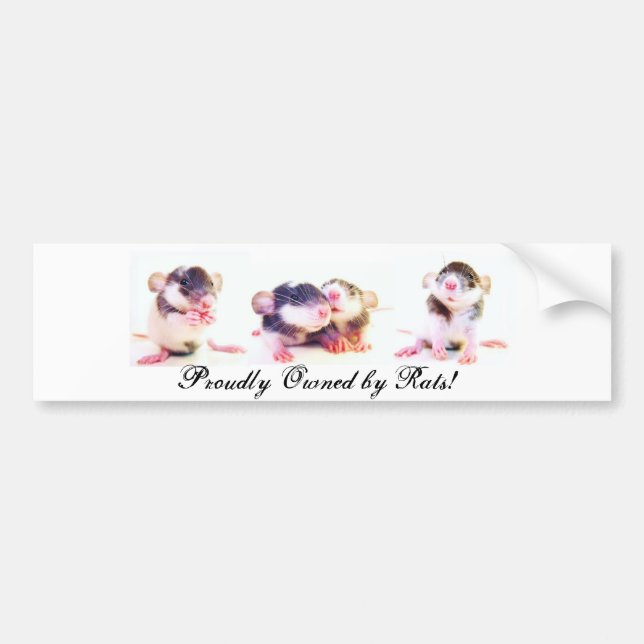 Pegatina Para Coche ¡Poseído orgulloso por las ratas! (Frente)