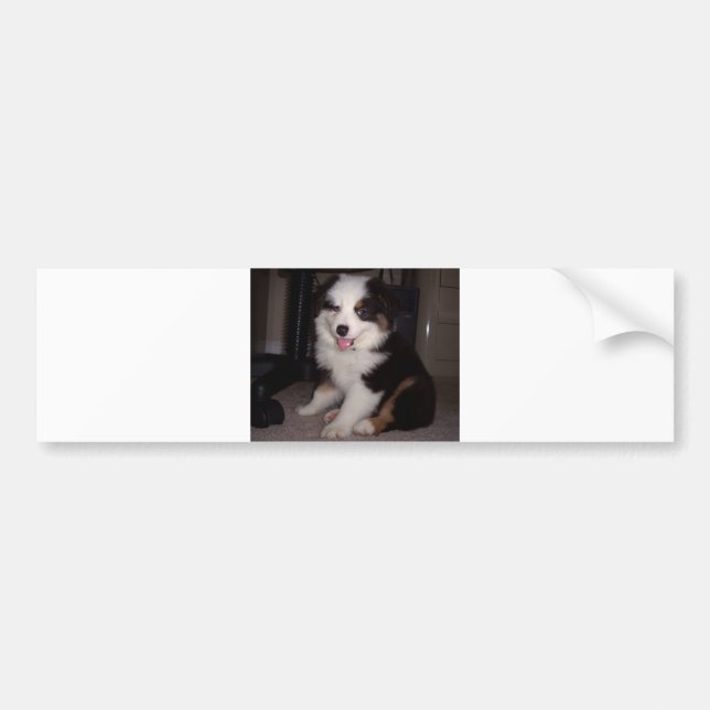 Pegatina Para Coche red tri Puppy mini aussie (Frente)