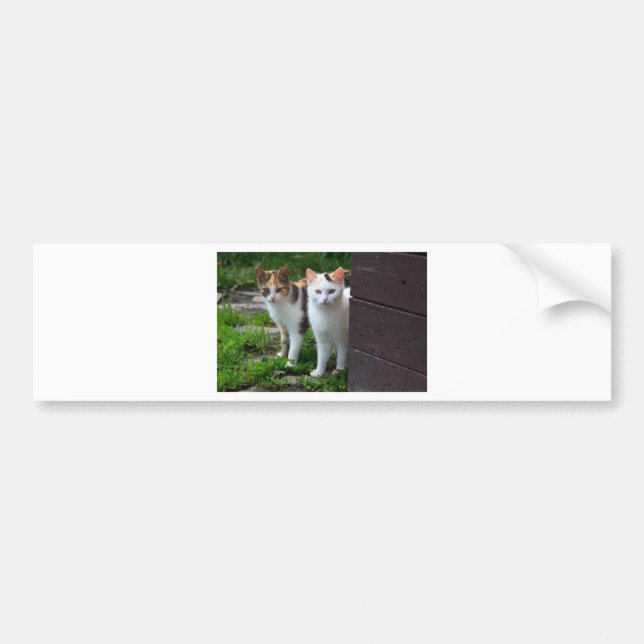 Pegatina Para Coche Reproducción de gatos (Frente)