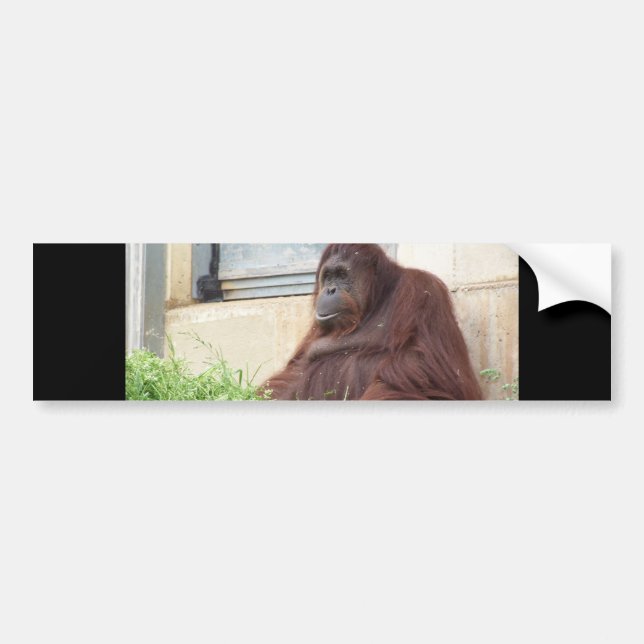 Pegatina Para Coche Retrato del orangután (Frente)