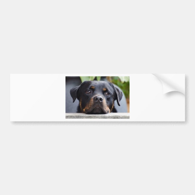 Pegatina Para Coche rottweiler 2.png (Frente)
