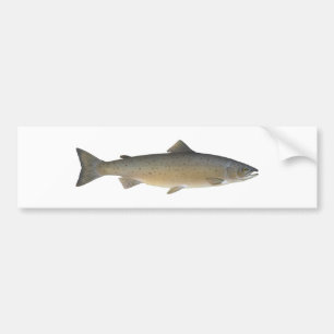 Pegatina Para Coche Salmón atlántico