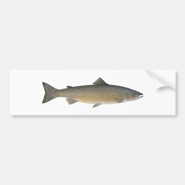 Pegatina Para Coche Salmón atlántico (Frente)
