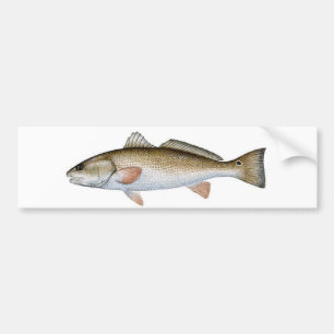 PEGATINA PARA COCHE SALMONES
