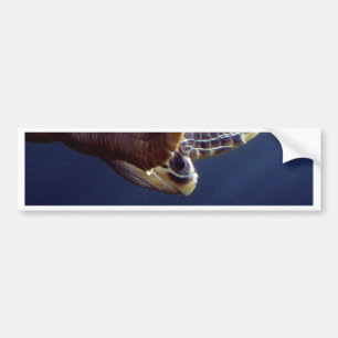 Pegatina Para Coche Salto de la tortuga de mar