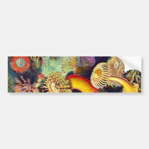 Pegatina Para Coche Sea Anemones Ernst Haeckel Bella Artes