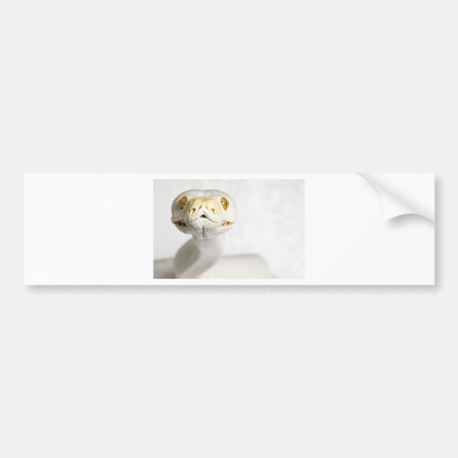 PEGATINA PARA COCHE SERPIENTE ALBINA (Frente)