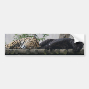 Pegatina Para Coche Sleeping Jaguars
