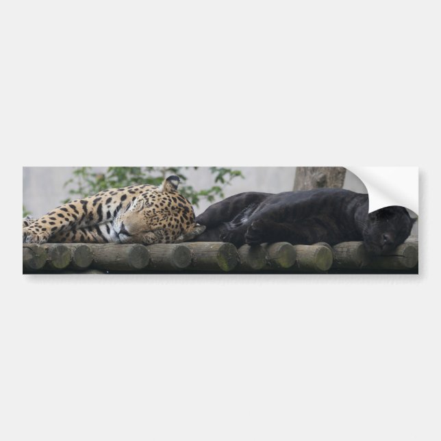 Pegatina Para Coche Sleeping Jaguars (Frente)
