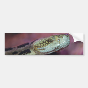 Pegatina Para Coche Sombrerosa serpiente
