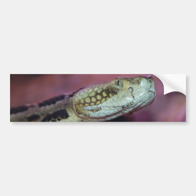 Pegatina Para Coche Sombrerosa serpiente (Frente)