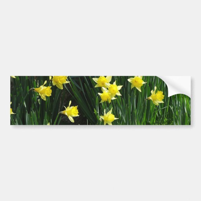 Pegatina Para Coche Spring Daffodils (Frente)