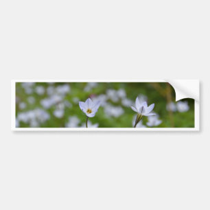 Pegatina Para Coche Starflower