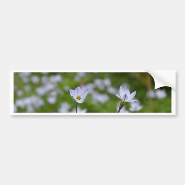 Pegatina Para Coche Starflower (Frente)